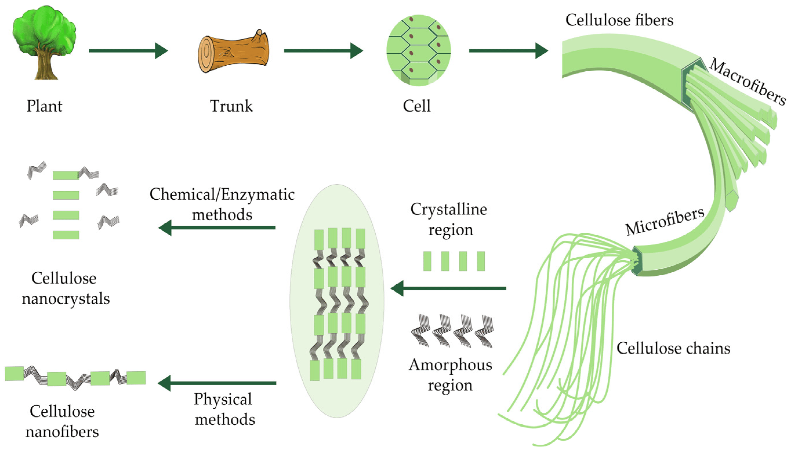 nanocellulose preparation from plants