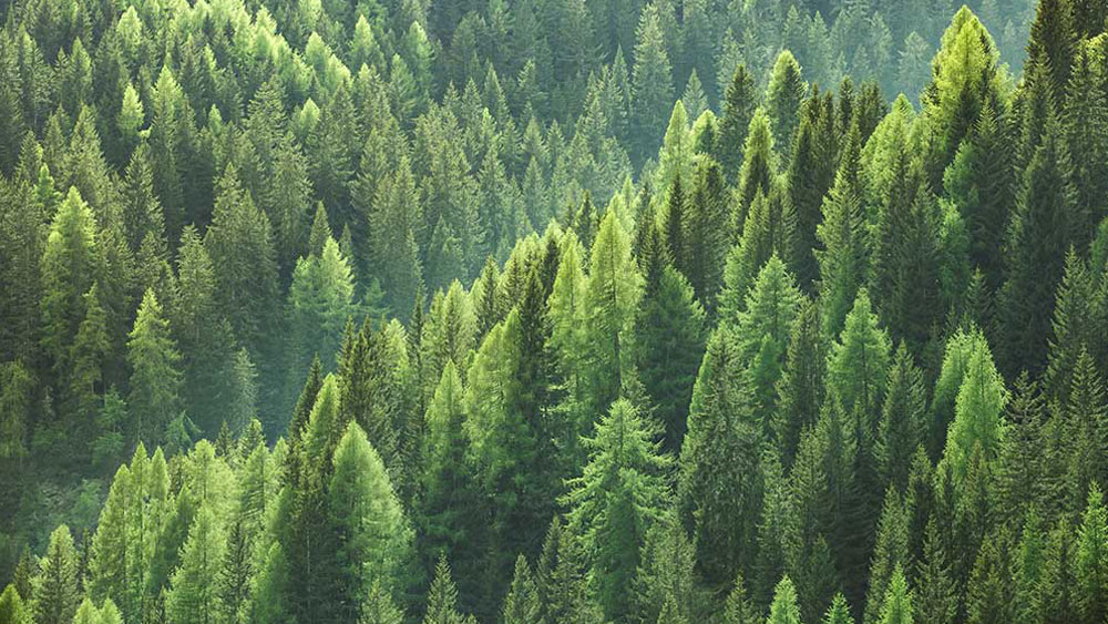 sustainable folding cartons